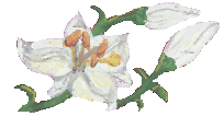 Lilies