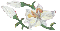 lLilies